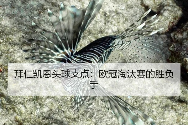 bai-ren-kai-en-tou-qiu-zhi-dian-ou-guan-tao-tai-sai-de-sheng-fu-shou-2-486.jpg